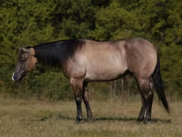 Kůň, Quarter Horse — foto 1