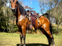حصان, Tennessee Walking Horse — الصورة 1