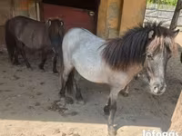 Stute, Shetland Pony — Foto 2