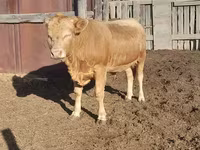 Bull, Auliekol breed — photo 2