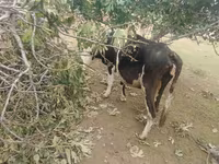 Vaca, Simmental cattle — foto 2