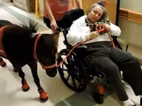 حصان, Miniature horse — الصورة 5