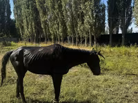 Hengst, Russian warmblood — Foto 5