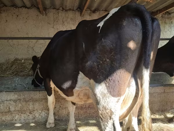 Vaca, Raza Holstein