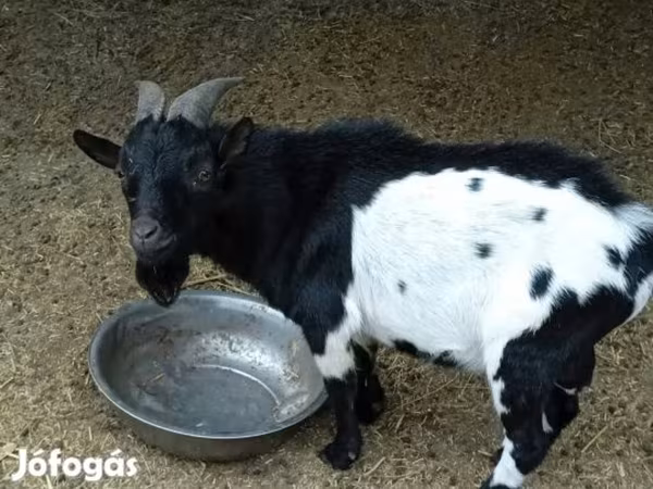 公山羊, Nigerian dwarf goats
