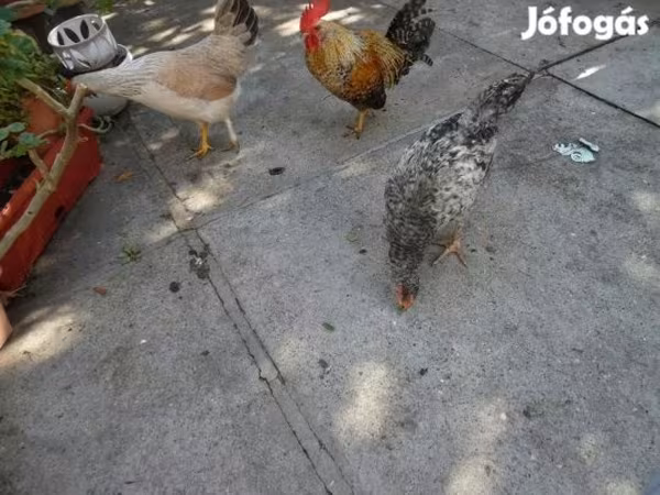 bantam japonais