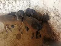 Moutons (lot, sexe non indiqué), Moutons — photo 5