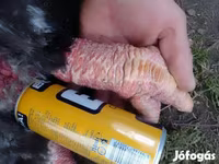 Chickens — الصورة 1