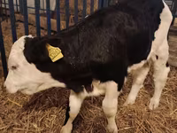公牛, Simmental cattle — 照片 2