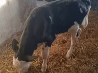 सांड, Simmental cattle — फ़ोटो 4