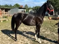 Jument, Dutch warmblood horse — photo 2