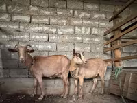Cabra, Alpine goat — foto 1