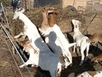 母山羊, Boer goat — 照片 2