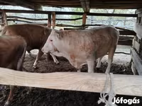 सांड, Simmental cattle — फ़ोटो 7
