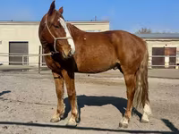 حصان, Kustanai horse — الصورة 3