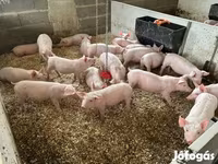 Porcs (lot, sexe non indiqué), Гипор — photo 4