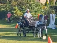 Mare, Lipizzaner — photo 3