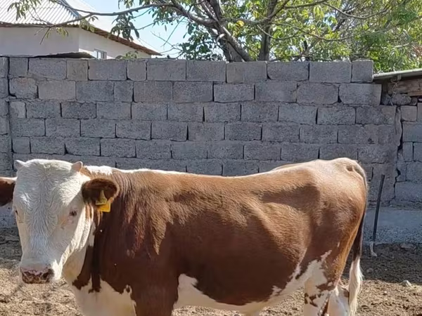 Taureau, Swiss cattle