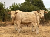 Taureau, Charolais cattle — photo 4
