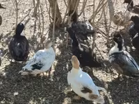 Ducks — 照片 5