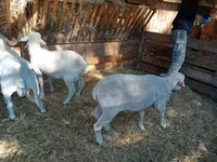 公羊, Merino sheep — 照片 7