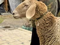 Brebis, Arashan sheep — photo 2