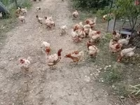 Chickens — foto 1