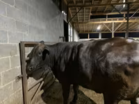 Kuh, Brahman — Foto 7