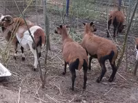 公羊, Cameroon sheep — 照片 1