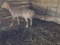 Carneiro, Edilbay sheep — foto 3