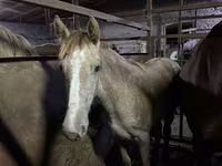 母马, Horses — 照片 1