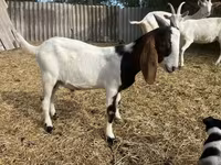 बकरा, Saanen goat — फ़ोटो 7