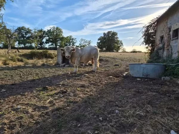 Taureau, Charolais cattle — France