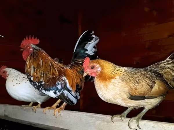 bantam japonais