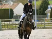 Cavalo, Belgian warmblood horse — foto 5