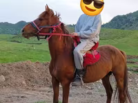 Caballo, Anglo-Arabian — foto 2