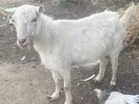 公山羊, Russian White goat — 照片 3