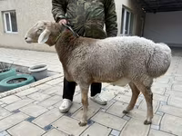 Bélier, Moutons — photo 2