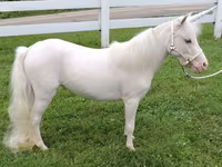 母马, Miniature horse — 照片 3