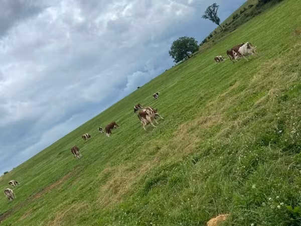 Taureau, Montbéliarde — France