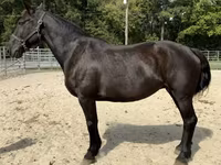 Yegua, Percheron — foto 1