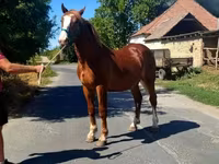 Cheval, Chevaux — photo 3