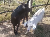 Goat, Nubian Goat — photo 5