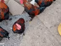 Marans — Foto 4