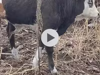 Byk, Simmental cattle — zdjęcie 2