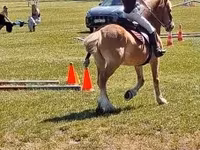 Caballo, Haflinger — foto 5