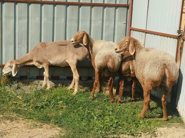 भेड़, Arashan sheep