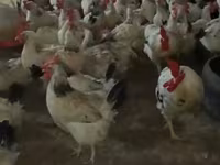 Chickens — Foto 2