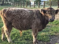 Taureau, Vache galloise — photo 2