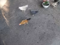 Japanisches Bantam — Foto 4